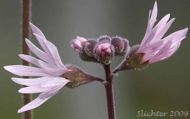 Lithophragma parviflorum Smallflowered Prairie Star Smallflowered Woodlandstar