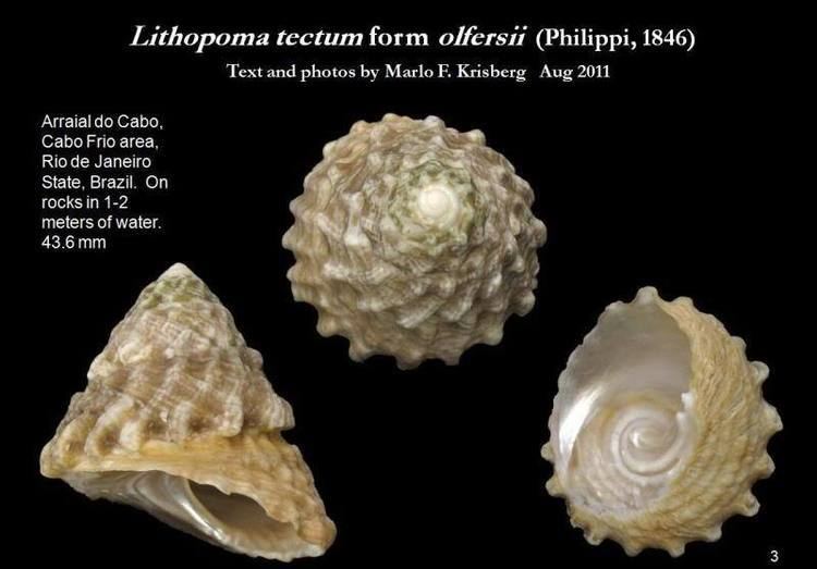 Lithopoma tectum Lithopoma tectum Lightfoot 1786 Let39s Talk Seashells