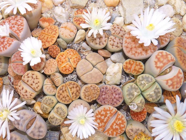 Lithops How to Grow and Care for Lithops World of Succulents