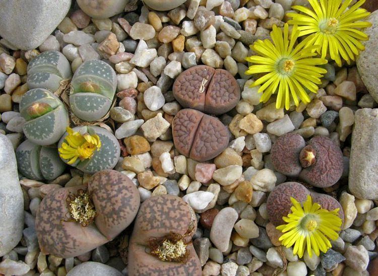 Lithops Lithops Care Lithops Growing and Planting Guide Balcony Garden Web