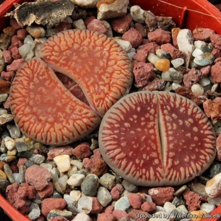 Lithops aucampiae Lithops aucampiae subs euniceae C048 TL 15 km N of Hopetown South
