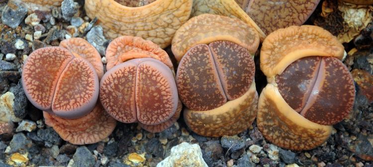 Lithops aucampiae Lithops aucampiae Wikiwand