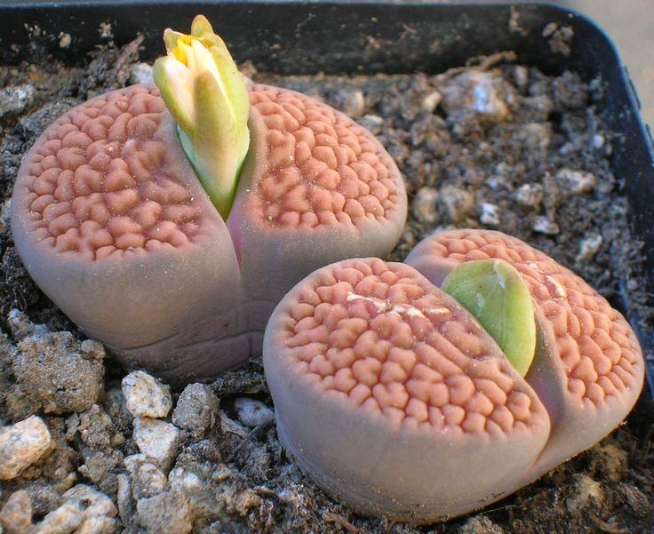 Lithops 1000 images about Lithops on Pinterest Africa Succulents and