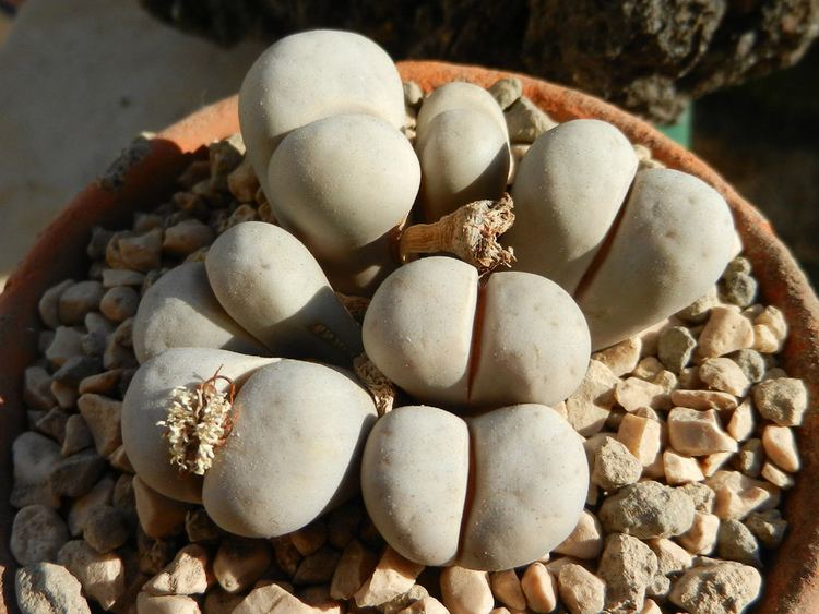 Lithops ruschiorum Lithops ruschiorum var ruschiorum nelii C316 Succulents Love by