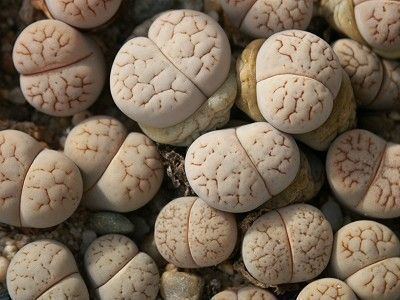 Lithops ruschiorum Cactus and Succulent Field Number Finder