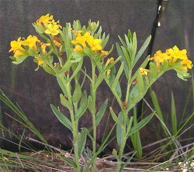 Lithospermum canescens Online Virtual Flora of Wisconsin Lithospermum canescens