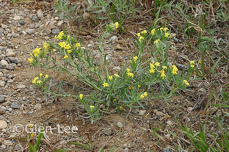 Lithospermum incisum Lithospermum incisum photos Saskatchewan Wildflowers