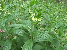 Lithospermum latifolium httpsuploadwikimediaorgwikipediacommonsthu