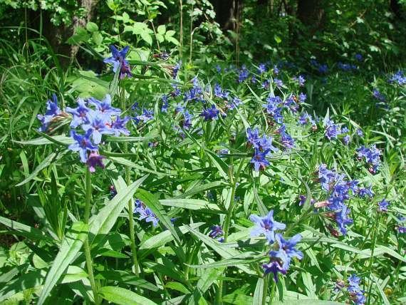 Lithospermum purpurocaeruleum BOTANYcz LITHOSPERMUM PURPUROCAERULEUM L Purple Gromwell Blue