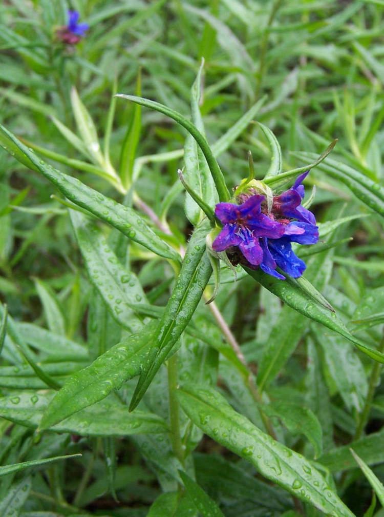 Lithospermum purpurocaeruleum Blauw parelzaad Wikipedia