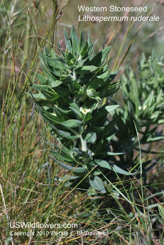 Lithospermum ruderale US Wildflower Western Stoneseed Columbia Puccoon Yellow Puccoon