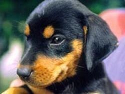 Lithuanian Hound Lithuanian Hound Dog Breed Information and Pictures