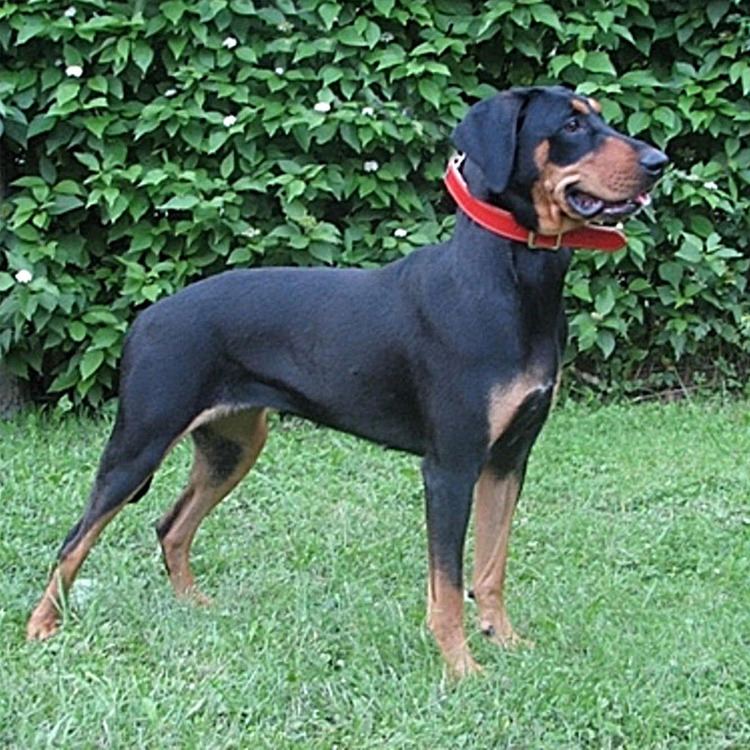 Lithuanian Hound Lithuanian Hound Breed Guide Learn about the Lithuanian Hound