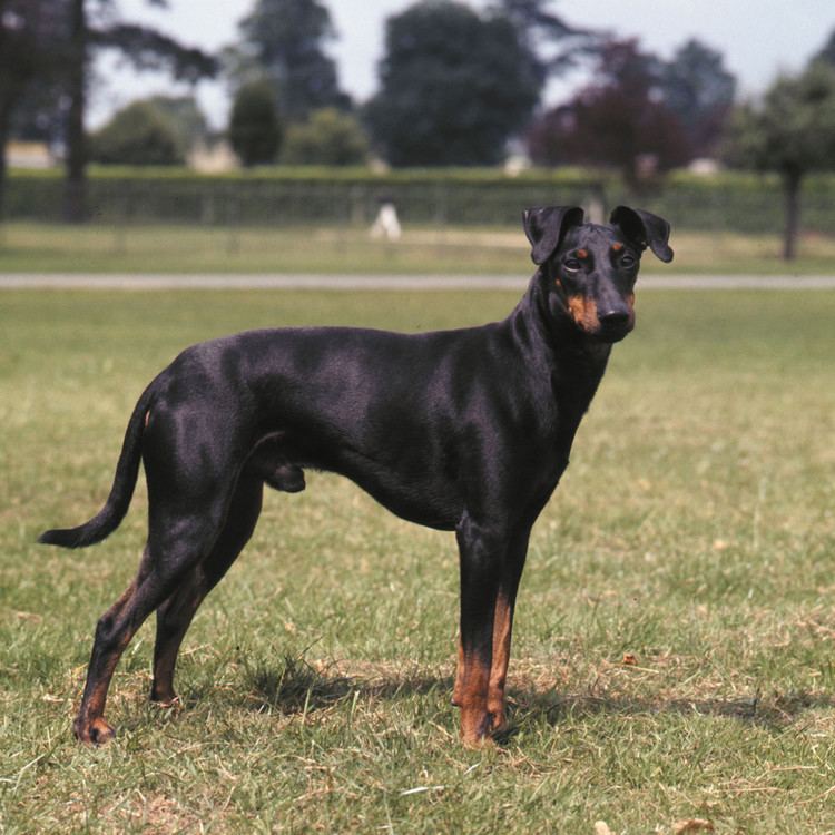 Lithuanian Hound Lithuanian Hound Breed Guide Learn about the Lithuanian Hound
