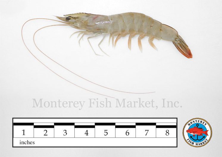 Litopenaeus setiferus Monterey Fish Market White Shrimp