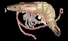 Litopenaeus setiferus httpsuploadwikimediaorgwikipediacommonsthu