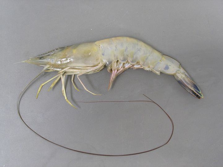 Litopenaeus setiferus White shrimp Litopenaeus setiferus