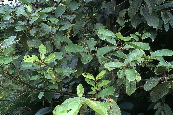 Litsea monopetala Lauraceae