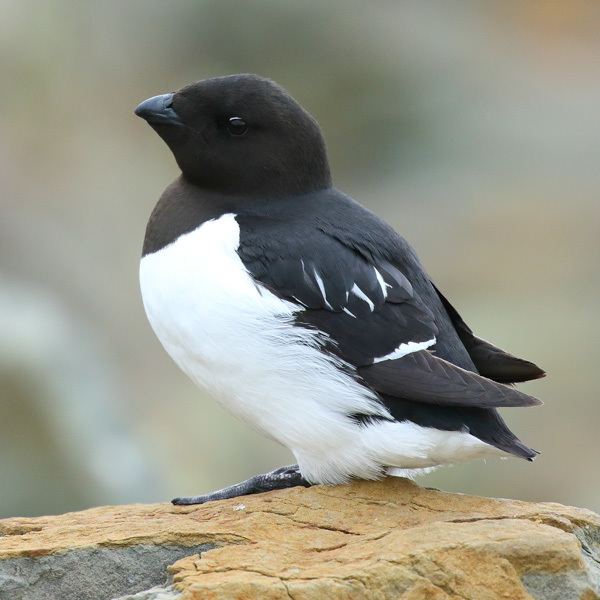 Little auk Surfbirds Online Photo Gallery Search Results