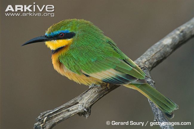 Little bee-eater Little beeeater videos photos and facts Merops pusillus ARKive