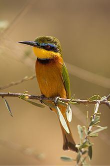 Little bee-eater httpsuploadwikimediaorgwikipediacommonsthu