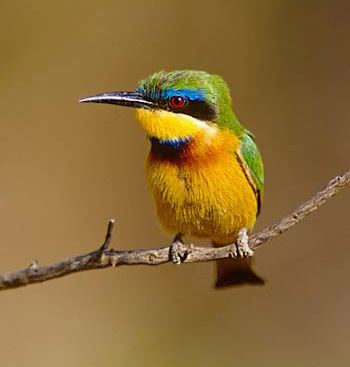 Little bee-eater Coraciiformes Taxon Advisory Group