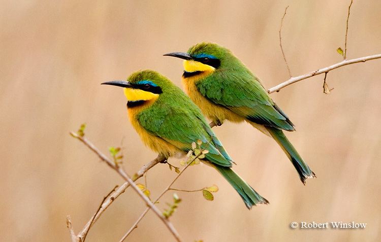 Little bee-eater Birds of East Africa largest and most popular gallery on the