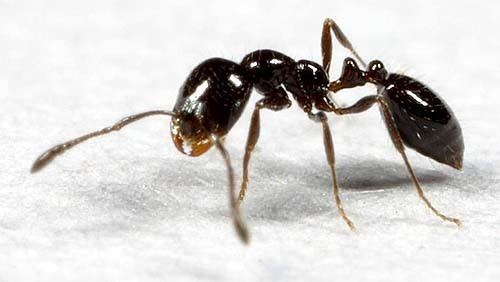 Little black ant Little Black Ants Raleigh Pest Control and Termite Exterminators