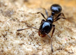 Little black ant wwwdiscoverlifeorgIMIALW0002320Monomorium