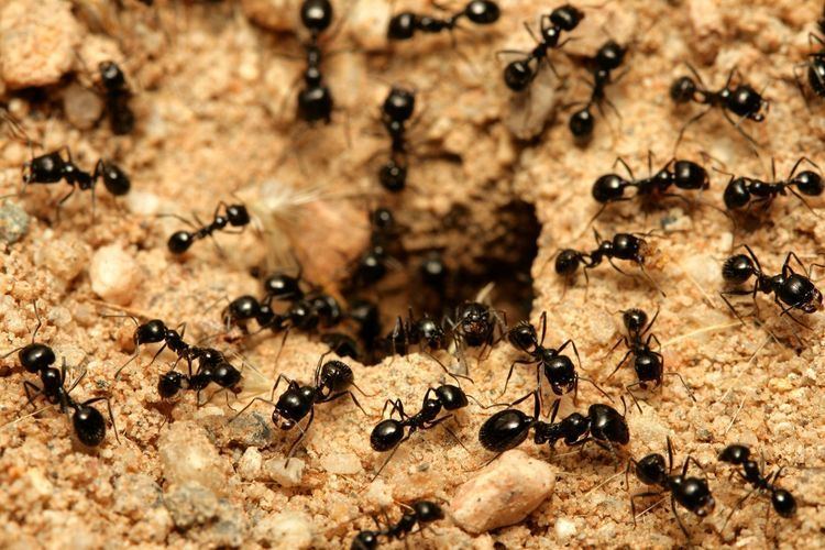 Little black ant Little Black Ants Little Black Ant Control TERRO