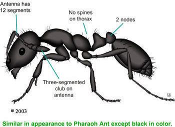 Little black ant Little Black Ant Identification Resources Nebraska Extension in