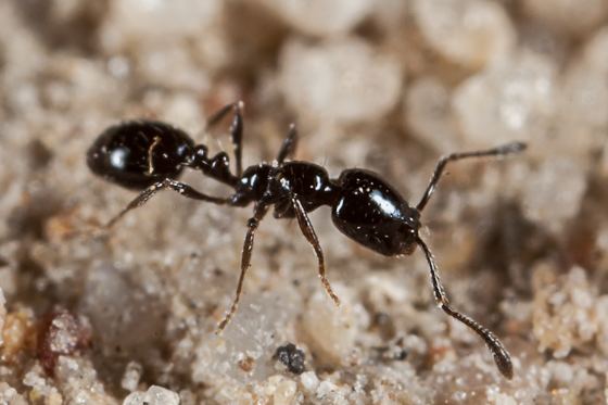 Little black ant Little Black Ant Monomorium ergatogyna BugGuideNet