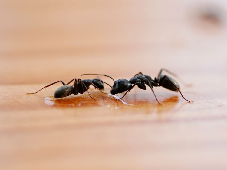 Little black ant Little Black Ants Get Rid of Little Ants in Your House