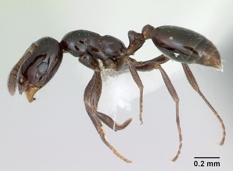 Little black ant Little black ant Wikipedia