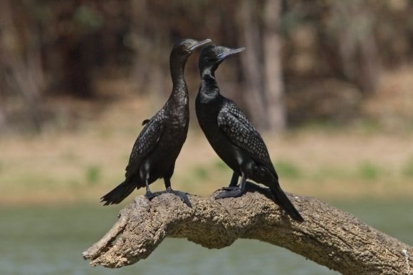 Little black cormorant Little Black Cormorant BirdLife Australia
