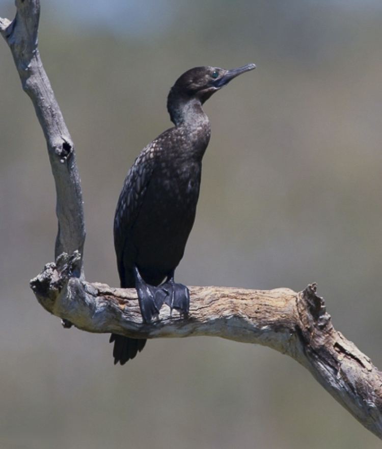Little black cormorant Little Black Cormorant Barwon Bluff