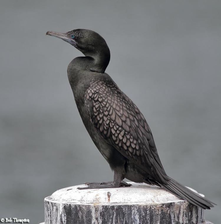 Little black cormorant Little Black Cormorant Phalacrocorax sulcirostris videos photos
