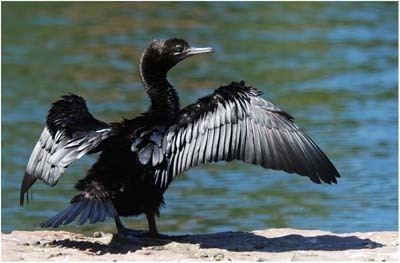 Little black cormorant Little Black Cormorant