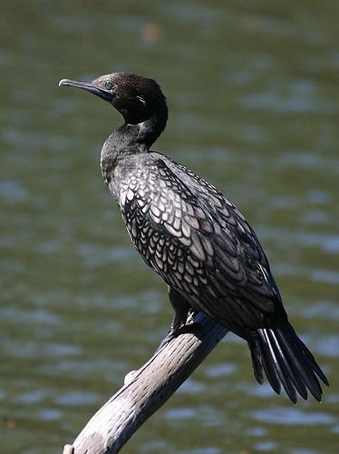 Little black cormorant Little Black Cormorant Go big Looks good A little black Flickr
