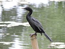 Little black cormorant httpsuploadwikimediaorgwikipediacommonsthu