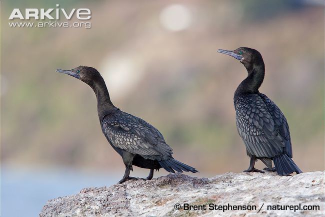 Little black cormorant Little black cormorant videos photos and facts Phalacrocorax