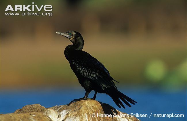 Little black cormorant Little black cormorant photo Phalacrocorax sulcirostris G138768