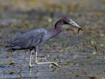 Little blue heron Little Blue Heron Identification All About Birds Cornell Lab of