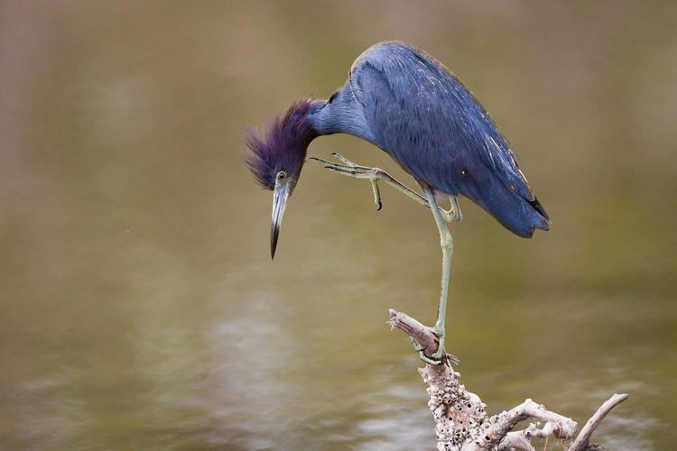 Little blue heron Little Blue Heron Audubon Field Guide