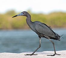 Little blue heron httpsuploadwikimediaorgwikipediacommonsthu