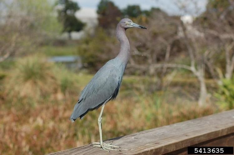 Little blue heron Little Blue Heron Egretta caerulea NatureWorks