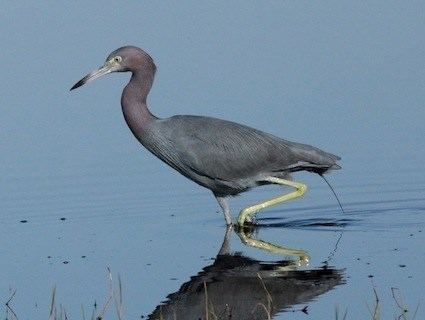 Little blue heron Little Blue Heron Identification All About Birds Cornell Lab of