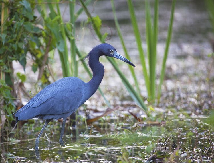 Little blue heron little blue heron GeorgiaBeforePeople