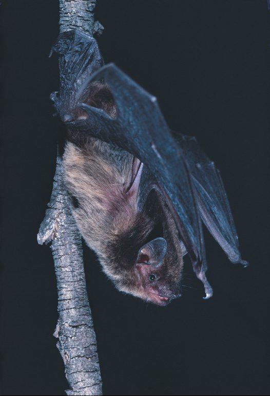 Little broad-nosed bat httpsaustralianmuseumnetauUploadsImages607