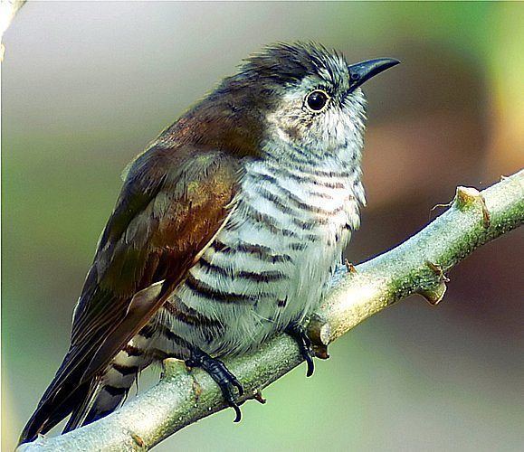 Little bronze cuckoo Oriental Bird Club Image Database Little Bronze Cuckoo Chalcites